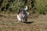 FOX TERRIER 435